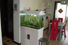 家里养鱼几条最吉利？千万别这样养鱼，一定会破财图片