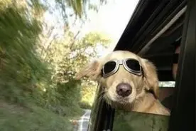 「关注」给宠物叫滴滴，司机能否拒载？图片