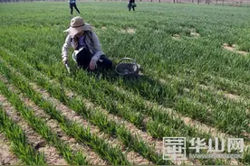 大荔沙苑挖野菜唱段“梁秋燕”尝尝“春天的味道”图片