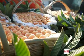 本周五 来成都天府熊猫塔邂逅攀枝花枇杷 不见不散！图片