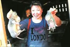 巧妇养竹鼠 一年赚10万图片