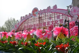 鹤壁樱花如约而至 绽放的花海静等你来赏图片