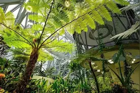 7年狂砸250亿，办公楼变身热带雨林，这个设计太疯狂！图片