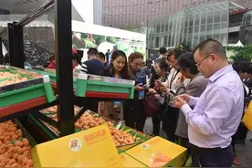 中国成熟最早的枇杷 换上了新“头像”图片