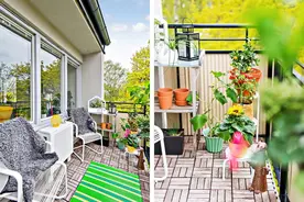 顶楼养植物千万要注意这些细节，不会养死！家住顶楼的赶紧看看！图片