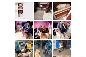 《金毛犬：主人，你在哪里？》追踪报道：“QQ”回家啦图片