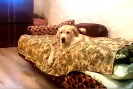 懒惰狗狗从床上滑到地板就是不站起来！没有最懒只有更懒图片