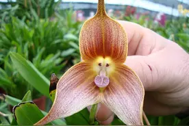 世界上最诡异的17种花，敢拿来送人你就完蛋了！图片