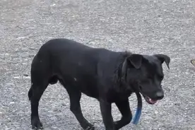 小黑狗被项圈勒的脖子血肉模糊，被救助后帅呆了！图片