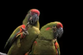 熟悉吗：我可以说自己，但你不能图片