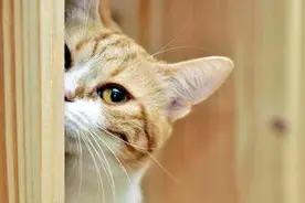 ​纳尼？猫主子受到了惊吓，怎么越看越搞笑图片