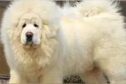 号称最美的藏獒：全身雪白的藏獒堪称犬界男神图片