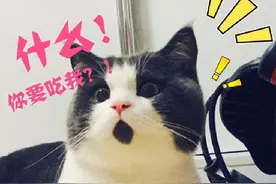 一只自带表情包的“惊讶猫”：什么？你要吃我？！图片