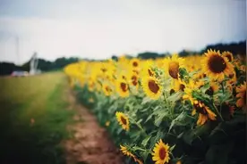 谁用真心待我，我便拿命珍惜图片