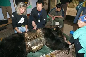 他们拯救黑熊发现它身上铁疙瘩，拆开之后现场所有人倒吸一口凉气图片