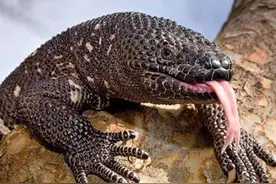 咬你一口痛不欲生的动物，你知道几个？图片