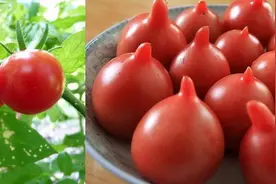 这种带“尖”头的西红柿，到底能吃吗，您应该知道！图片