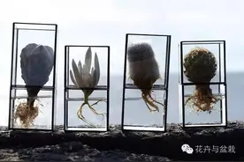 说好的最好养的仙人掌，为什么死了？图片