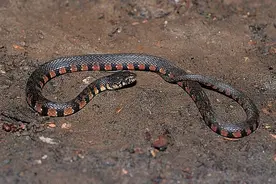 推荐！常见宠物蛇品种及简介图片