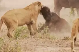 为了营救被困幼崽，野牛群与狮群展开激烈搏斗！图片