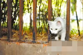 小猫掉深井，流浪母猫日夜呼唤求人救子，救上后的举动更让人感动图片