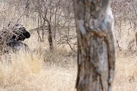 狮子与水牛上演惊险大战，最终水牛奇迹逃脱！图片
