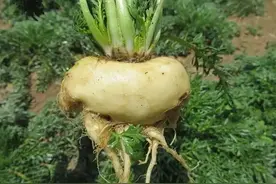 曾经买到天价的玛咖，为何只能卖到价萝卜价！图片