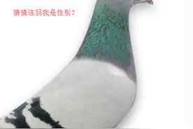 一位十多年经验的鸽友教你如何辨别鸽子的性别！图片