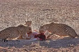 鬣狗为抢食以一挑三大战猎豹不落下风 最后便宜了这家伙图片