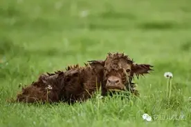 牛妈妈路边产子，摄影师小哥见证了生命的奇迹图片