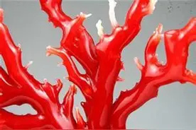 收藏红珊瑚主要看这些图片