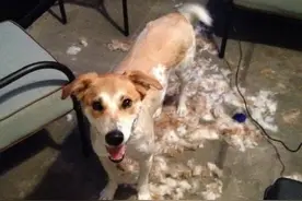 你知道吗!?狗狗换毛期必须知道的一些常识哦!图片