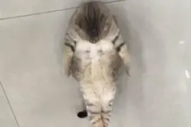 一只爱锻炼的猫，仰卧起坐什么的小轻松！图片