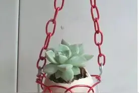 把乡愁装进鸡蛋壳，养多肉植物和蔬菜是天然营养盆图片