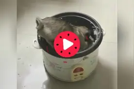 家人都在吃饭，狗进饭锅了还没人知道视频封面