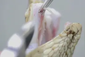 毒蛇拔掉毒牙就没毒了？不要低估蛇的攻击能力视频封面