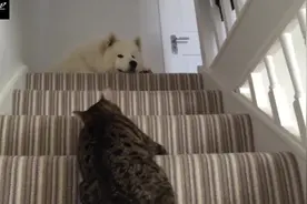 萨摩耶犬和它家的猫咪，每天都要粘在一起