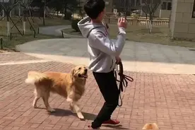 当主人晕倒后 狗狗的反应视频封面