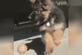 德牧宝宝和一颗棒球之间的爱恨情仇，看得人心都碎了……视频封面