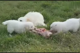 两只纯种小狼犬分食一大块生肉，一声低吼狗妈妈都得让3分视频封面