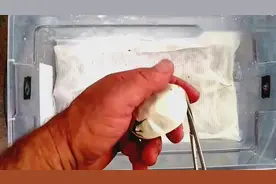 正在孵化的蛇蛋被剪开，里面是什么样的？视频封面