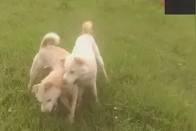 大白狗看到小黄狗亲热的不得了，下一秒，大黄狗来了！视频封面