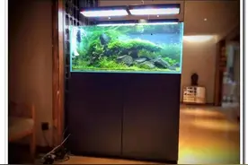 社区精华养鱼之初始 送给接触水族的新人 追加简单说明图图片