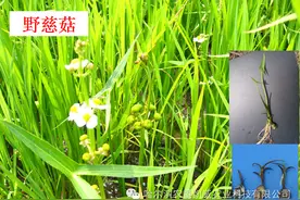 常见杂草学名与俗名对照表图片