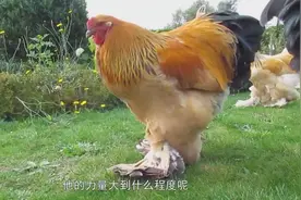 身高120厘米的鸡，有小孩高，网友称：此种鸡是鸡王！