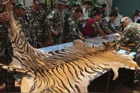 港媒:泰国虎庙秘藏虎制品包装上印有中文 或被销往中国图片