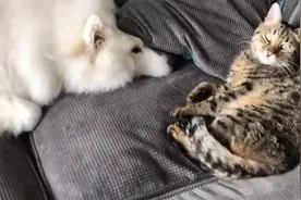 萨摩耶和猫咪真是冤家，每天都要干几架才行！