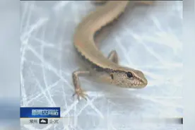 罕见“四脚蛇”造访家中 专家提醒应妥善处理