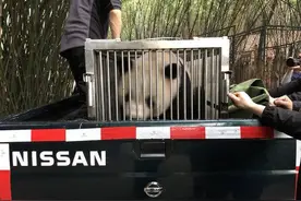 大熊猫“大双”“优浜”今日启程前往宿州图片