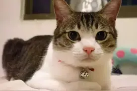 你知道怎么看脸去分辨“公猫”还是“母猫”吗图片